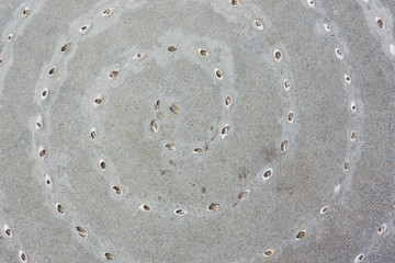 Spiral of Sea Shells in Concrete