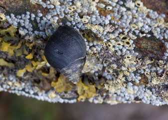 Common Periwinkle (Littorina littorea)