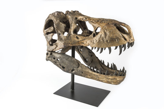 Tyrannosaurus Rex Skeleton