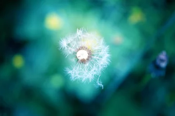 Photo sur Plexiglas Dent de lion photo lovely dandelion