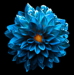 Surreal wet dark chrome turquoise and yellow and white flower dahlia macro isolated on white