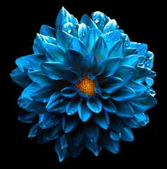 Papier Peint photo Lavable Fleurs Surreal wet dark chrome turquoise and yellow and white flower dahlia macro isolated on white