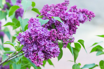 Obraz premium blooming lilac in the botanical garden