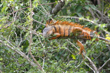 Big Typical Orange Lizard on the Wood