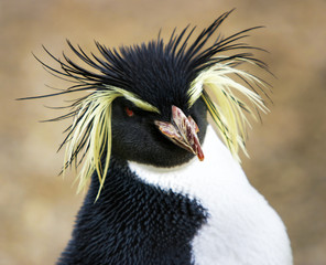 Rock hopper Penguin .