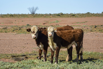 Cows in the middle of the outback in Australia