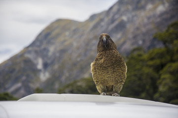 Kea bird in New Zealand