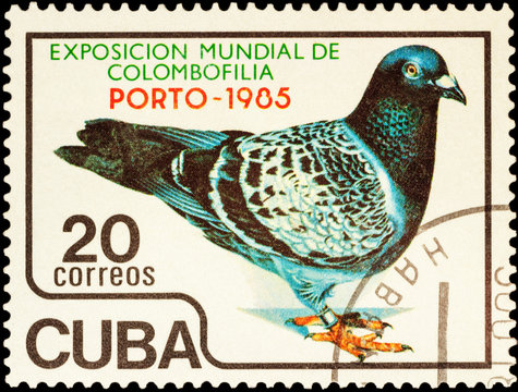 Pigeon on postage stamp