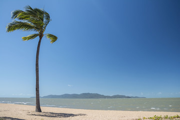 A lonely palm tree on a beach in Queensland, Australia