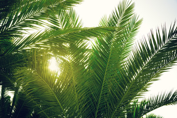 Fototapeta premium palm tree