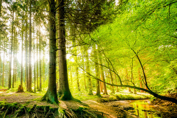 Fototapeta na wymiar Wald mit Bach und Sonne