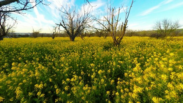 4k Aerial birds eye POV tracking in view of yellow flower field going through dormant trees blye sky wisky clouds