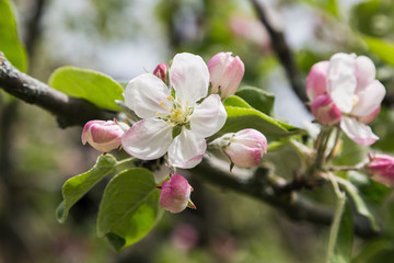 Fototapeta na wymiar Blooming apple tree flowers. Selective focus