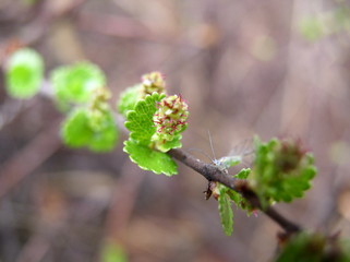 Birch twig with leaves and catkins