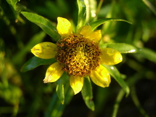 Yellow flower