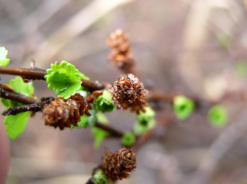 Birch twig with leaves and catkins