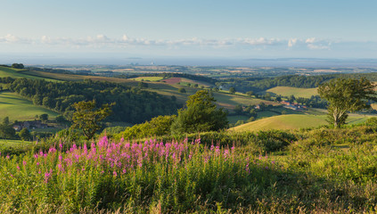 Quantock Hills Somerset England UK countryside views towards Hinkley Point Nuclear Power station with pink flowers