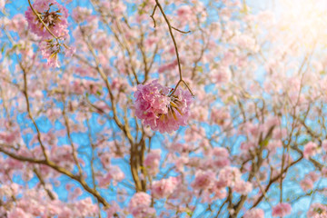 Tabebuia rosea is a Pink Flower neotropical tree
