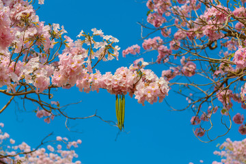 Tabebuia rosea is a Pink Flower neotropical tree and blue sky