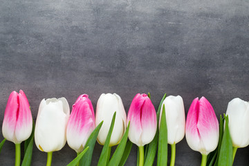 More tulip on the grey background.