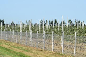 Obraz premium Young apple orchard
