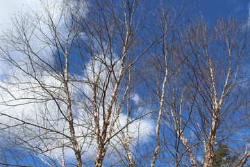 winter tree on a sunshine day