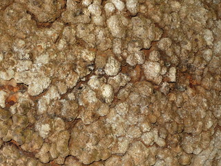 Banksie (Banksia serrata)