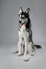 Young Husky sitting on grey background