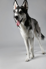 Young Husky on grey background