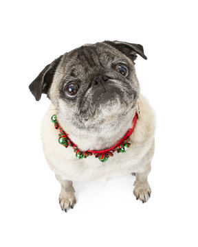 Pug Dog Wearing Christmas Bell Collar