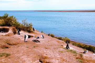 A colony of Penguins close to the ocean at Punta Delgada in Península Valdés.