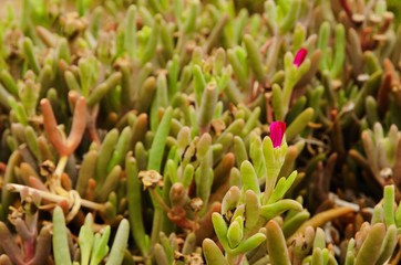 Close-up of a pink flower in Península Valdés.