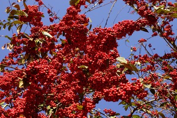 Firethorn - Pyracantha coccinea under blue sky