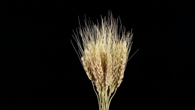 Ripe ears of dry wheat on black, rotation