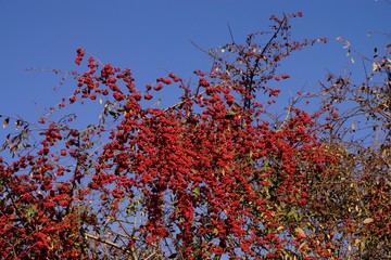 Firethorn - Pyracantha coccinea under blue sky