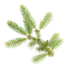 Fir tree twig isolated on white