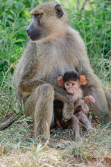Fototapeta premium baboon