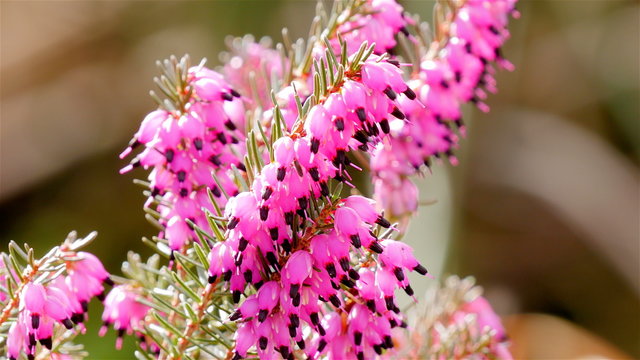 Pink heath close up moving in the wind with insects in background
