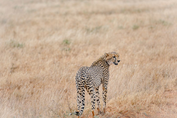 cheetah © Herbert