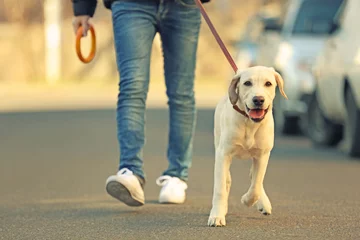 Crédence de cuisine en verre imprimé Chien Owner and Labrador dog walking in city on unfocused background