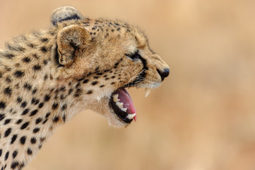 cheetah © Herbert