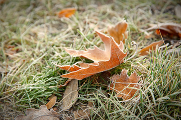 Frozen leaf on grass, close up. Natural background