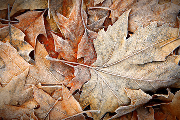 Fototapeta na wymiar Frozen leaves close up. Natural background