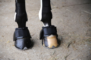 Naklejka premium Horse hooves of front legs close up