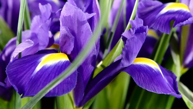 Iris flowers on black, rotation, close up