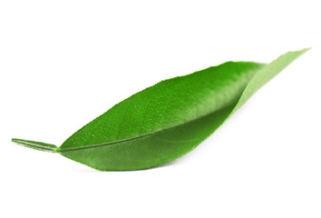 Obraz premium Ficus leaf, isolated on white