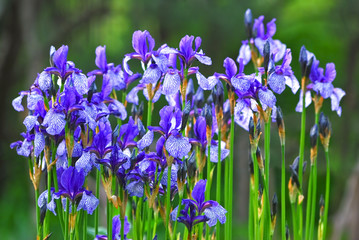 Many flowers of the Siberian iris
