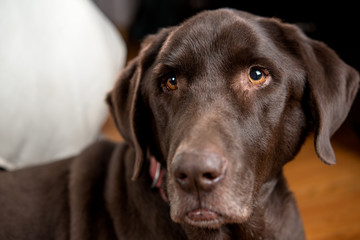 Pretty Chocolate Lab in a bedroom at foot of bed