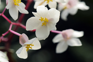 Naklejka na ściany i meble Flower of the Begonia genus