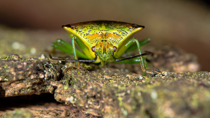 Hawthorn shieldbug (Acanthosoma haemorrhoidale) head on on bark. A true bug in the family Acanthosomatidae on a stick, with focus on compound eyes